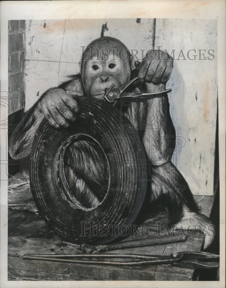 1949 Press Photo George Smith's London Orangutan - neo24802