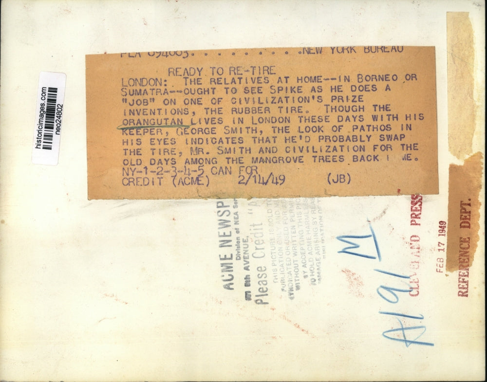 1949 Press Photo George Smith's London Orangutan - neo24802