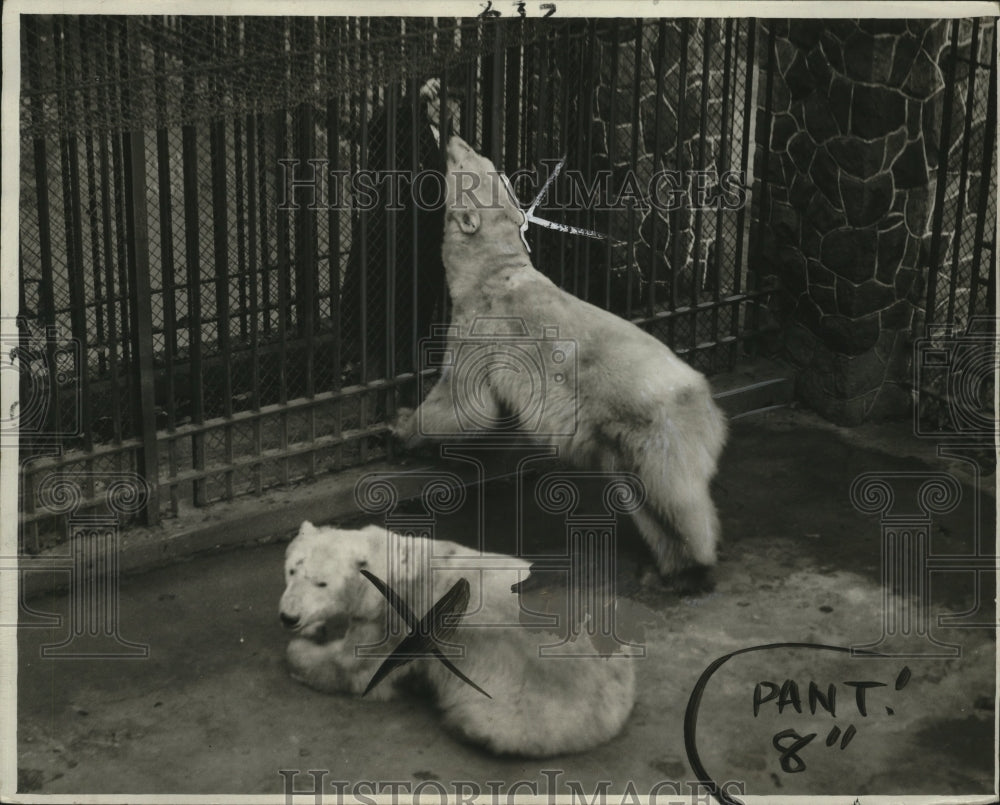 1931 Press Photo Polar Bears - neo25028