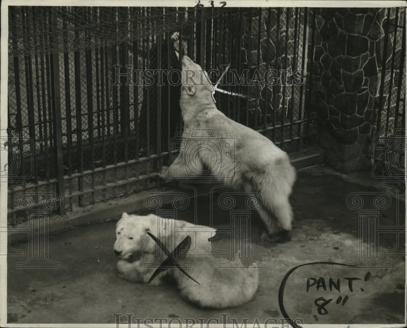 Load image into Gallery viewer, 1931 Press Photo Polar Bears - neo25028
