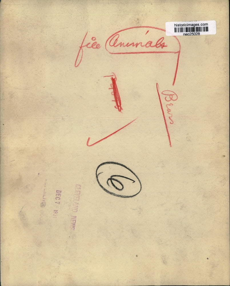 1931 Press Photo Polar Bears - neo25028