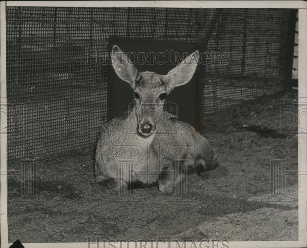 1938 Press Photo A Peruvian gueman deer in a zoo enclosure - neo25071
