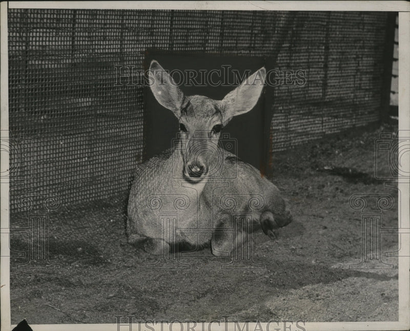 Load image into Gallery viewer, 1938 Press Photo A Peruvian gueman deer in a zoo enclosure - neo25071
