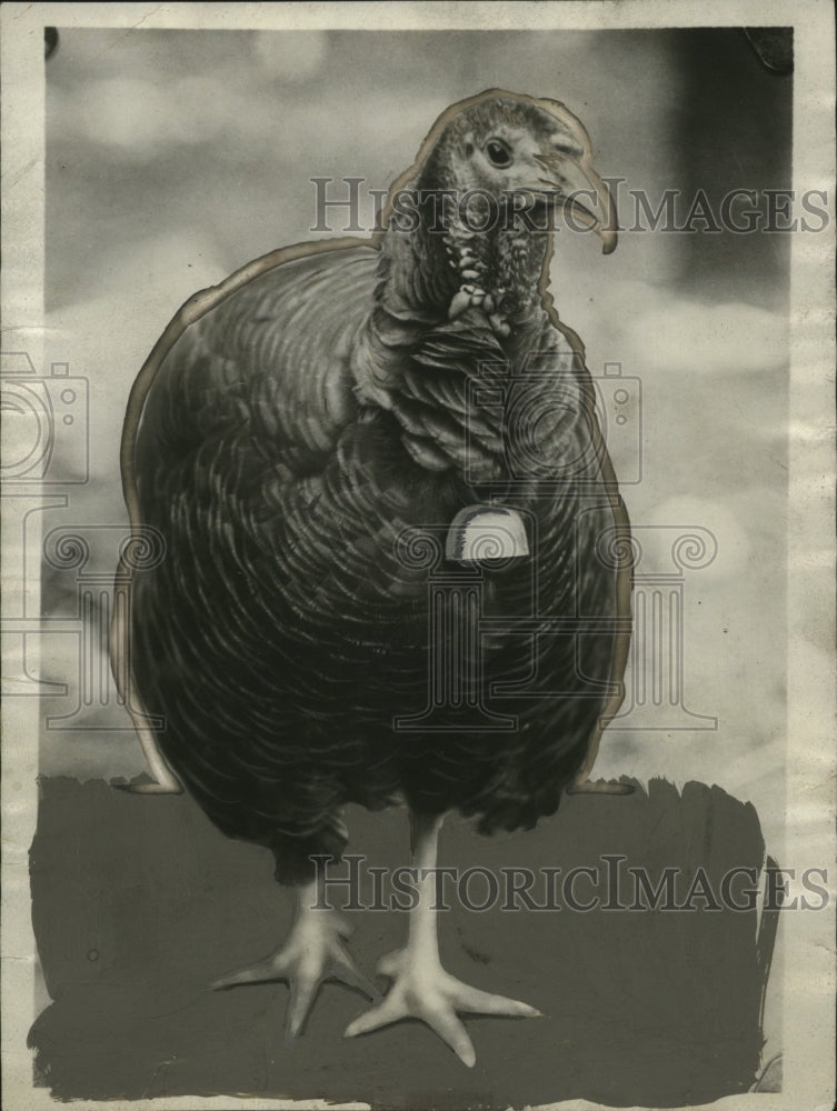 1926 Press Photo Turkey with Neck Bell - neo25900
