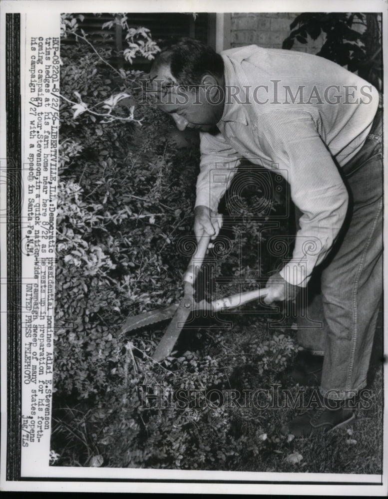 1956 Press Photo Adlai Stevenson Trims Hedges on His Farm in Libertyville, IL