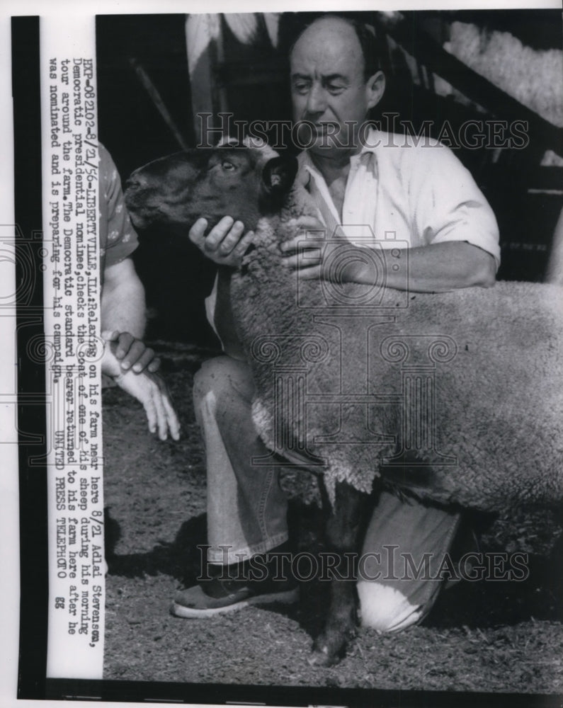 Load image into Gallery viewer, 1956 Press Photo Adlai Stevenson Checks Coat of One of His Sheep on Farm
