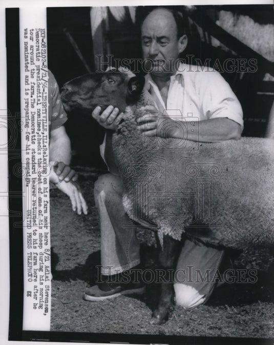 1956 Press Photo Adlai Stevenson Checks Coat of One of His Sheep on Farm