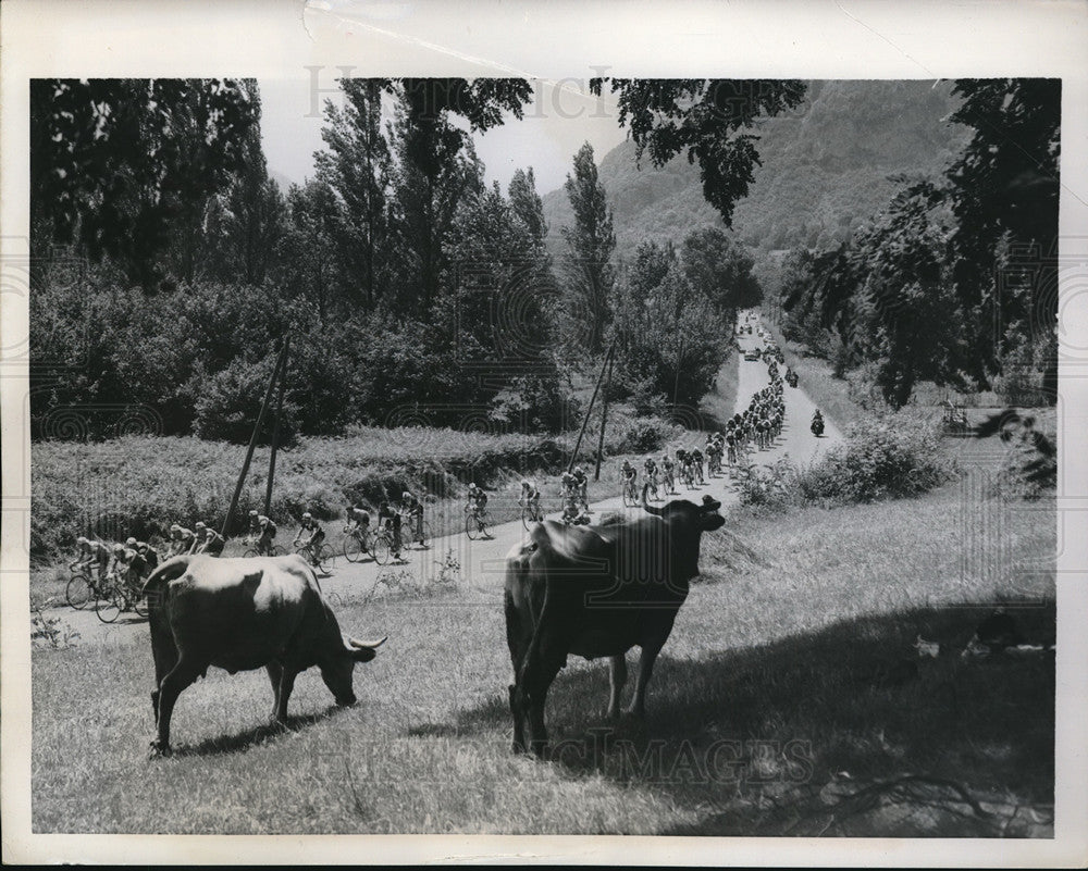 1958 Press Photo Tour de France cyclists speeding by a cow pasture near Toulouse- Historic Images