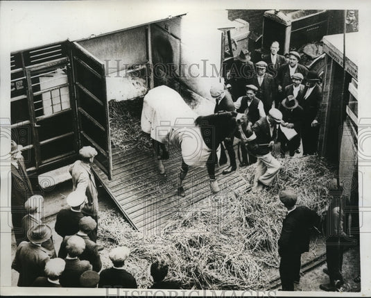 1934 Press Photo King George's the famous horse, Fox Earth - nes24489- Historic Images
