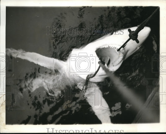 1941 Press Photo A shark caught by fishermen in New England - nes25346- Historic Images