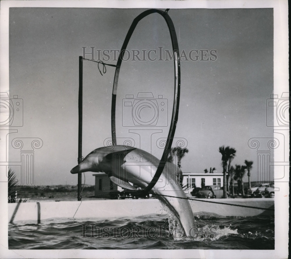 1951 Press Photo St Augustine Fla Flippy the porpoise doing trick in pool- Historic Images