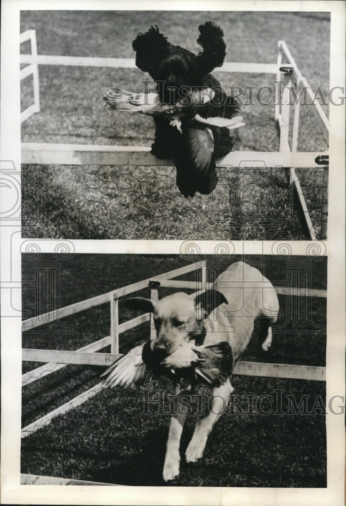 1943 Press Photo Cleveland CockerSpaniel &amp; Labrador Retriever at dog trials- Historic Images