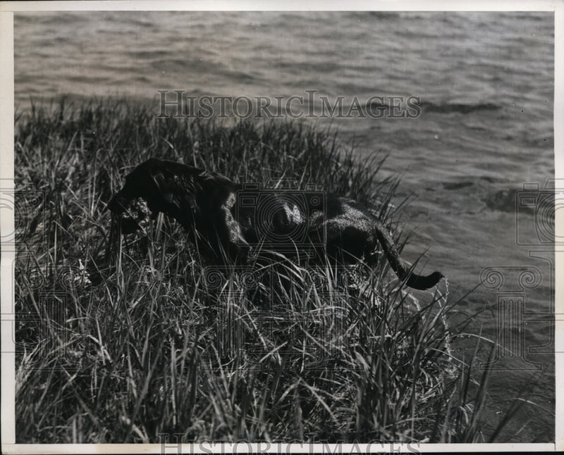 Load image into Gallery viewer, 1939 Press Photo Rumson NJ Kennel retreiver show Sahn of Kennoway - nes29854
