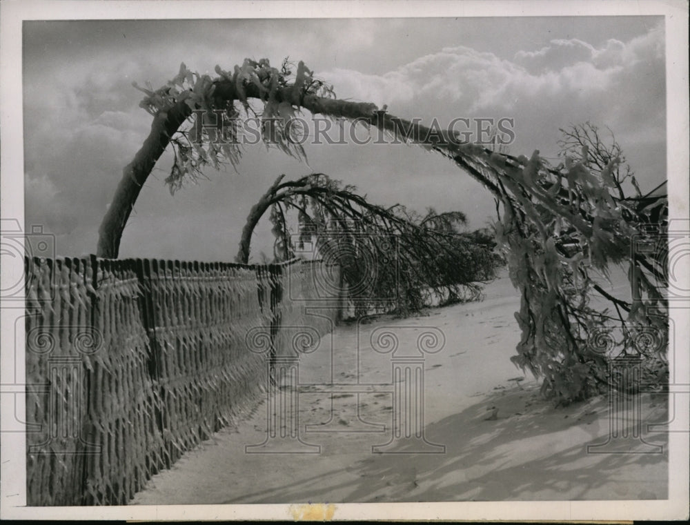 1947 Press Photo Chicago Ill tress weighed down by ice at lakefront - nes30542- Historic Images