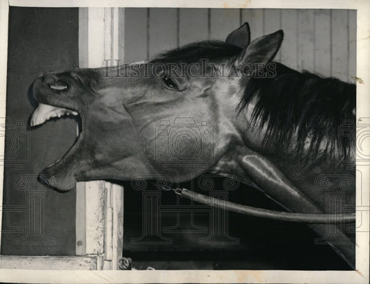 1945 Press Photo Arcadia Calif Louis B Mayers horse Thumbs Up in stables- Historic Images