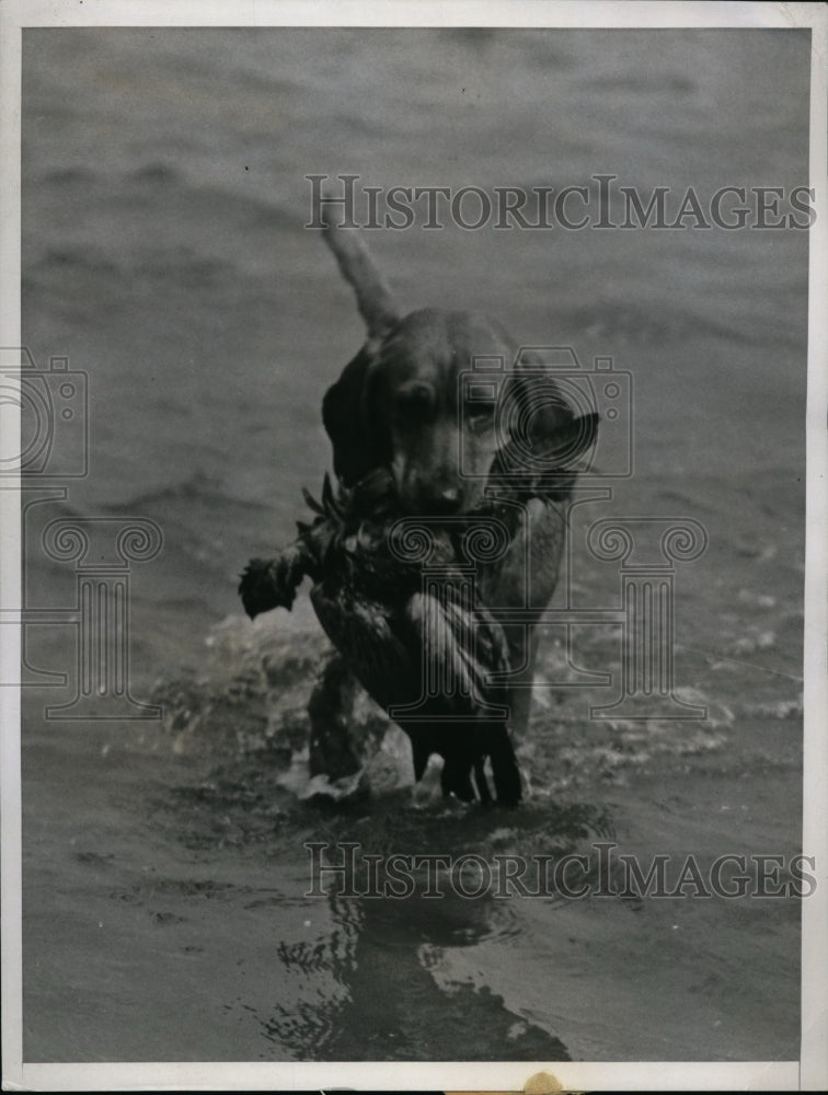 1937 Press Photo Mrs M Jacobs labrador Her Ladyship in dog trials at Rumson NJ- Historic Images