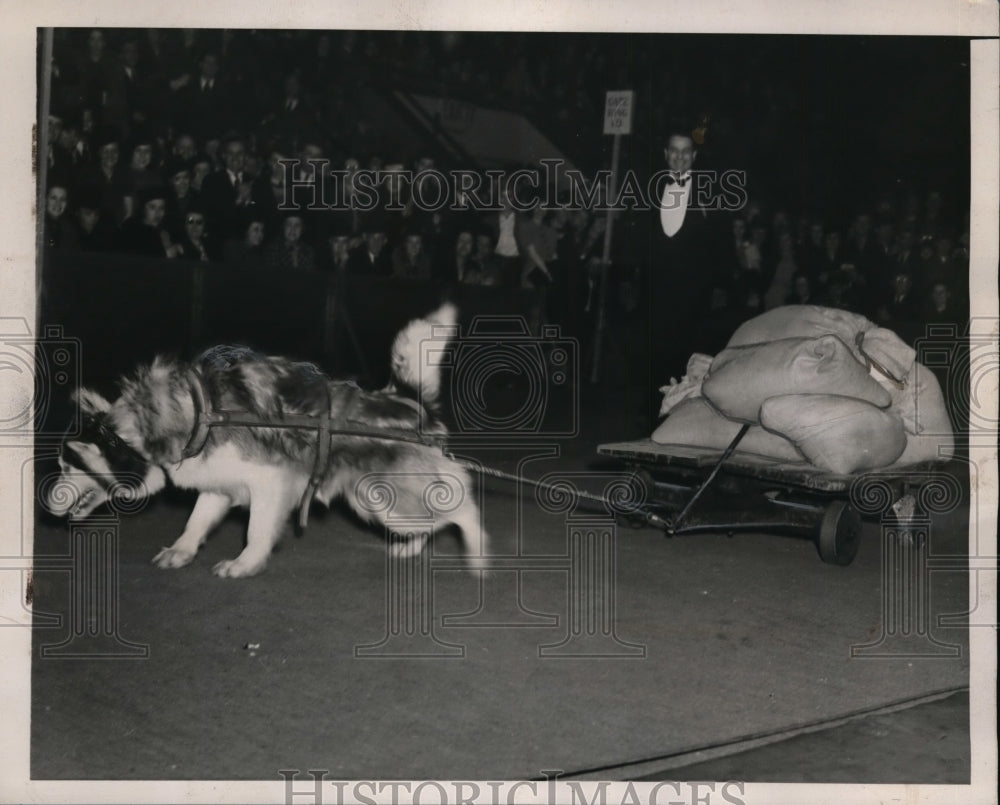 1939 Press Photo NYC Kingmix of Nachvak in sled dog contest - nes33366- Historic Images