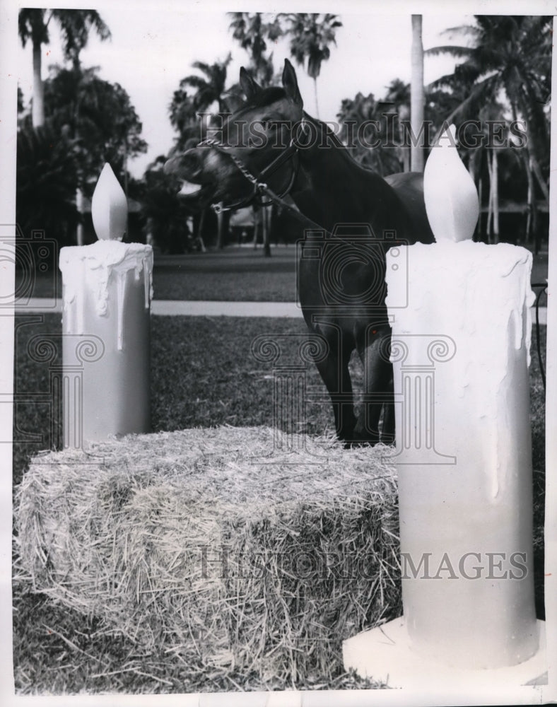 1952 Press Photo Yearling Lynx at birthday at Hialeah Park Florida track