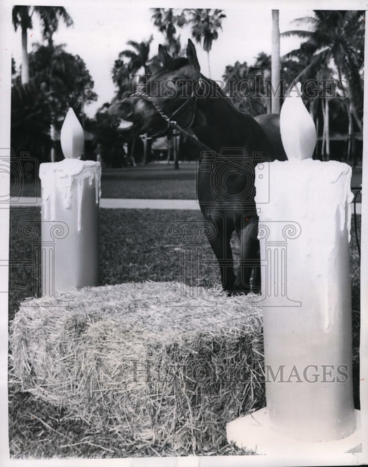 1952 Press Photo Yearling Lynx at birthday at Hialeah Park Florida track