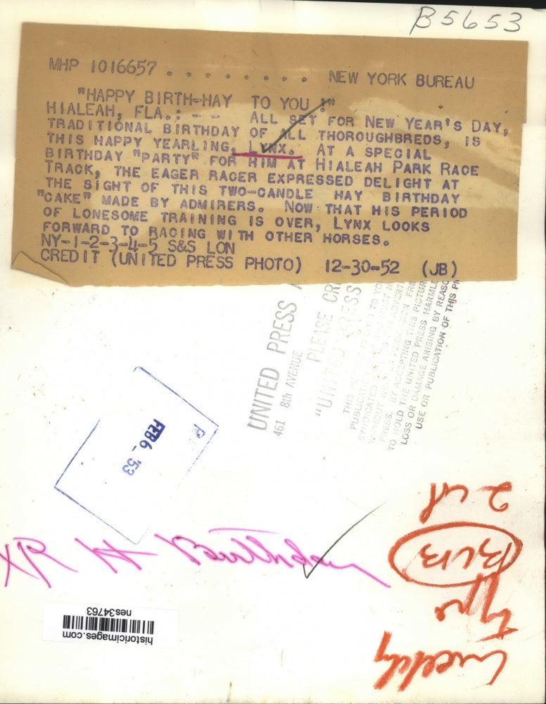 1952 Press Photo Yearling Lynx at birthday at Hialeah Park Florida track