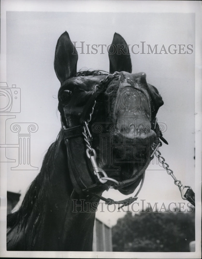 1951 Press Photo Royal Rebel owned by Colonnade Farms at Jamaica track in NY- Historic Images