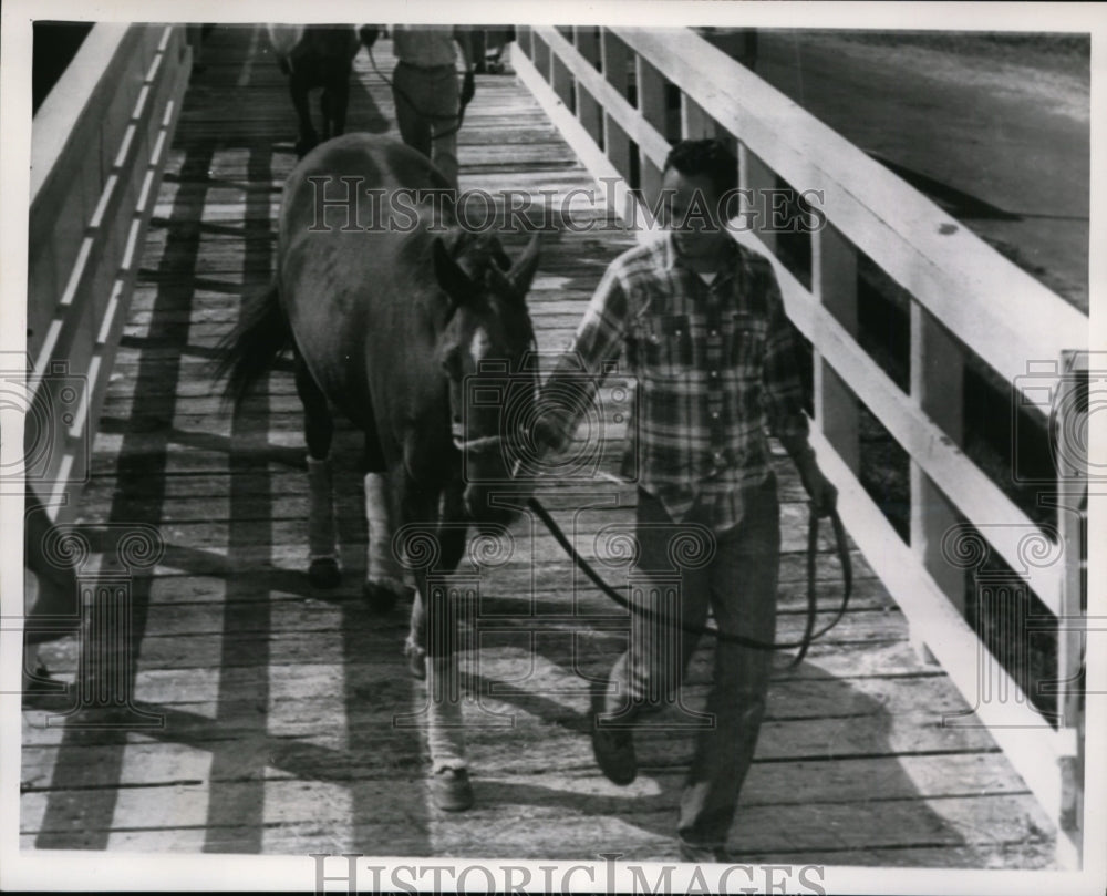 1954 Press Photo Filly Roxy Rocket led to start of Hialeah races in Miami FL- Historic Images