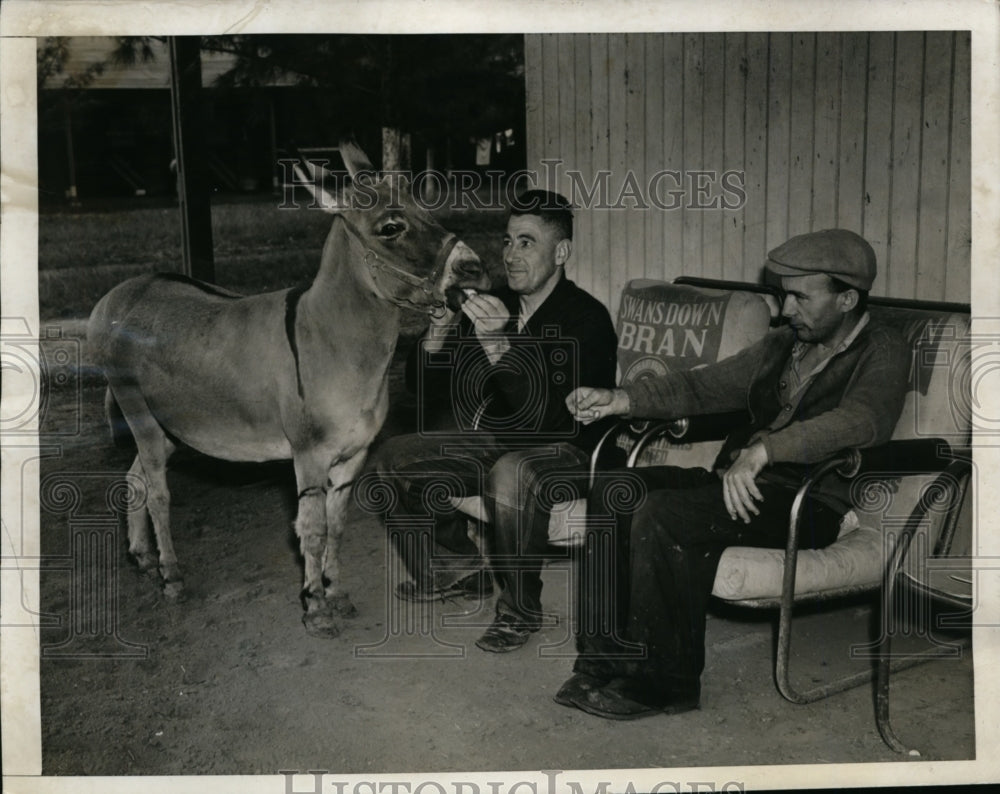 1943 Press Photo Donkey April Fool owned by Mrs William Killmer fed by DeNault