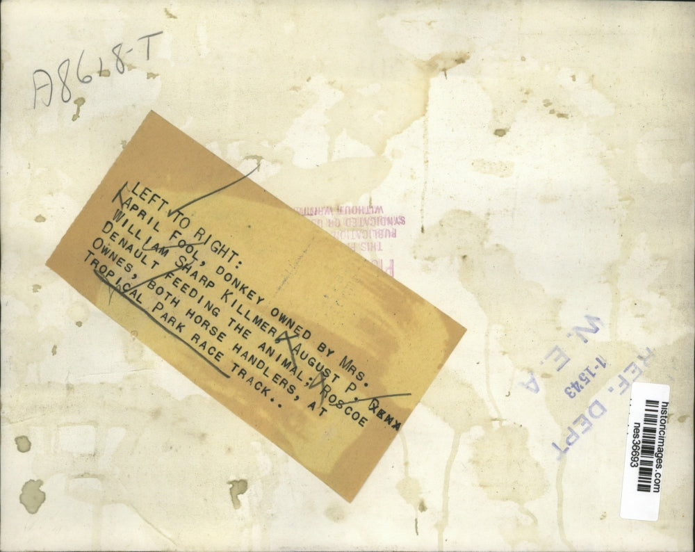 1943 Press Photo Donkey April Fool owned by Mrs William Killmer fed by DeNault