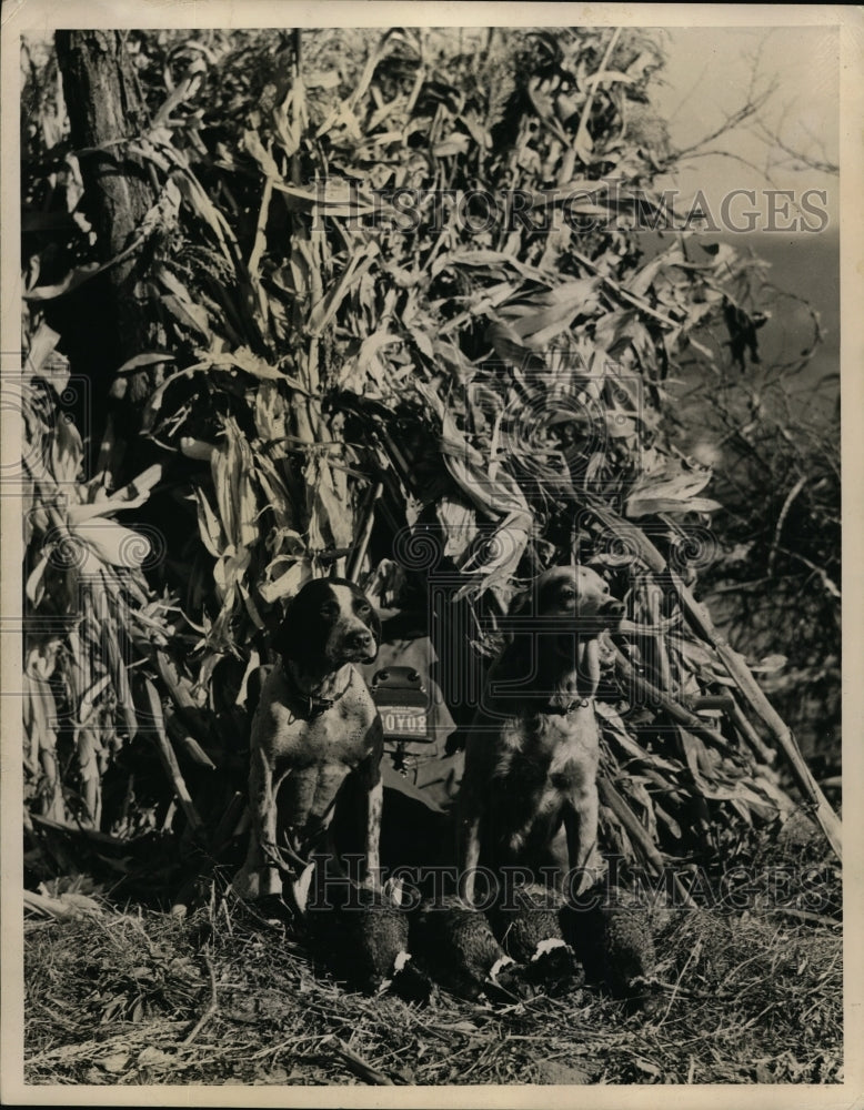 1950 Press Photo A pointer &amp; setter posed with birds retrieved on a hunt trial- Historic Images