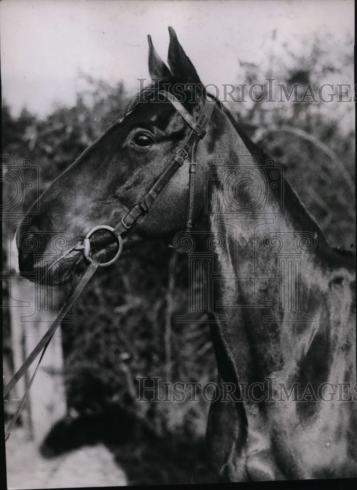 1936 Press Photo Horse Keen Blade owned by Lord Rosebery for Grand National- Historic Images