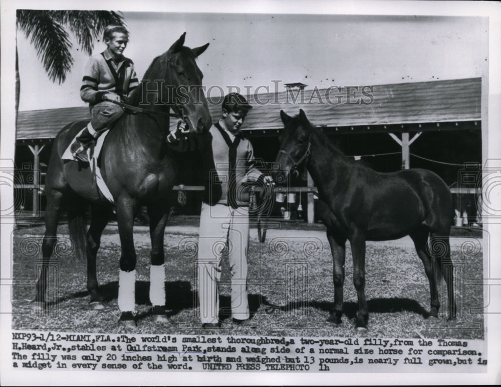 1956 Press Photo Gulfstream park a thoroughbred &amp; tiny 2 yr filly at stables- Historic Images