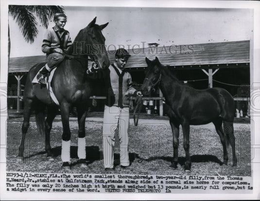 1956 Press Photo Gulfstream park a thoroughbred & tiny 2 yr filly at stables- Historic Images