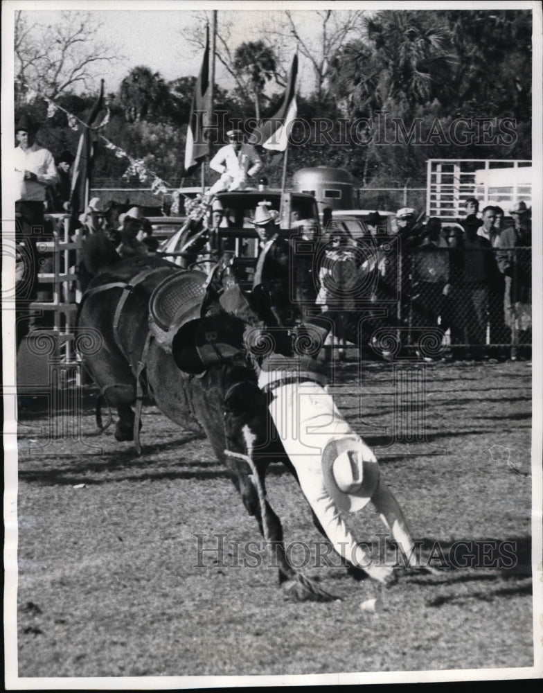 1969 Press Photo Cowboy thrown from bronco at rodeo in St Petersburg Florida- Historic Images