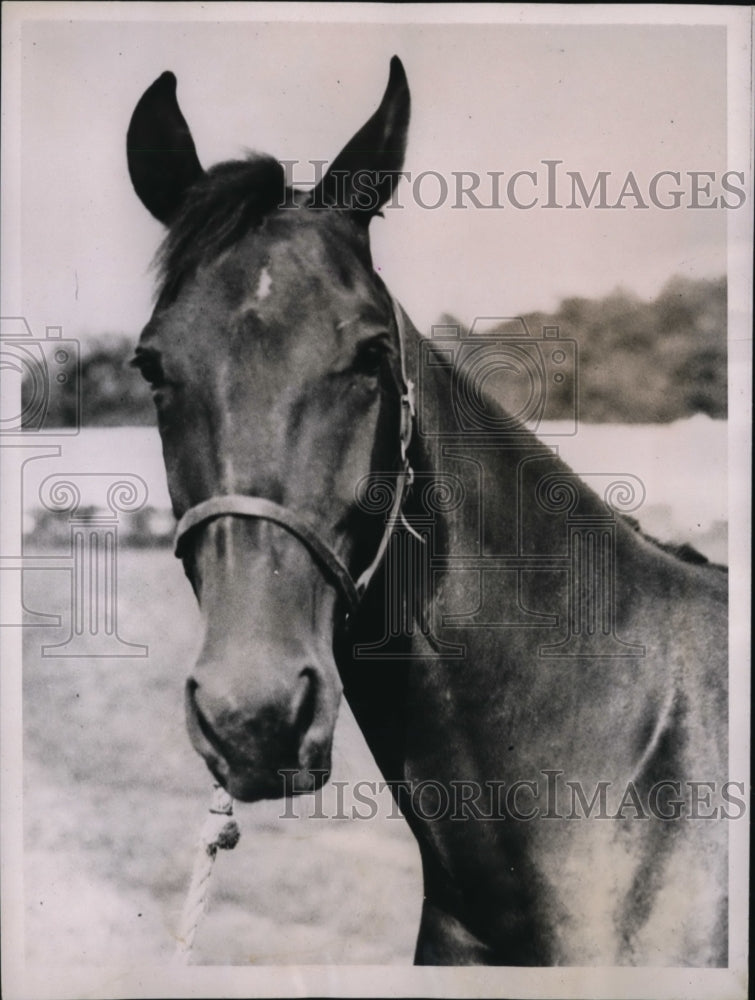 1936 Press Photo Quonie owned by Gage B Ellis at Annual Old Glory auction- Historic Images