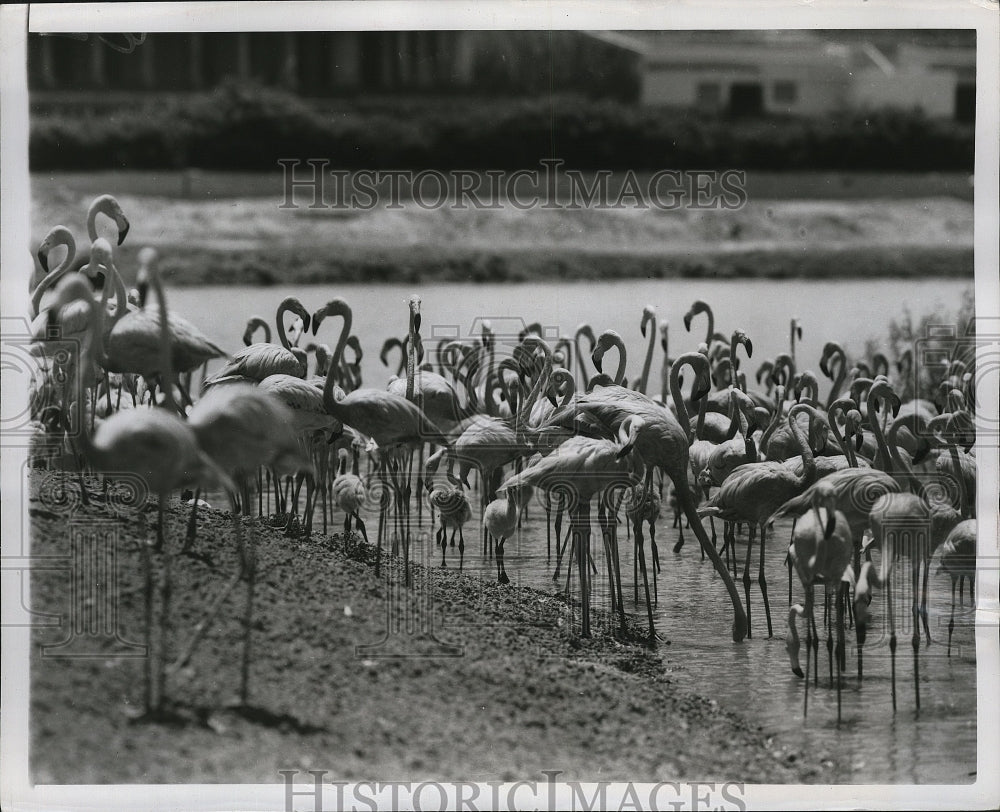 1950 Press Photo Hialeah Park&#39;s famed flamingo flock clusters around its young- Historic Images