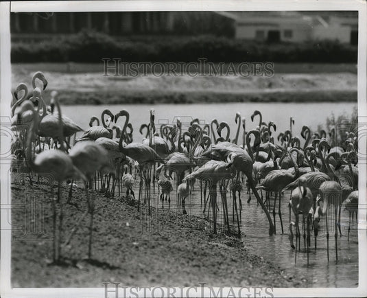 1950 Press Photo Hialeah Park's famed flamingo flock clusters around its young- Historic Images