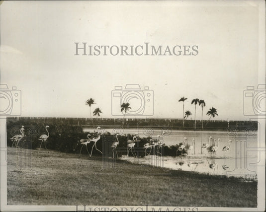 1932 Press Photo Flamingos at Hialeah Park, Miami before Miami Jockey Club races- Historic Images