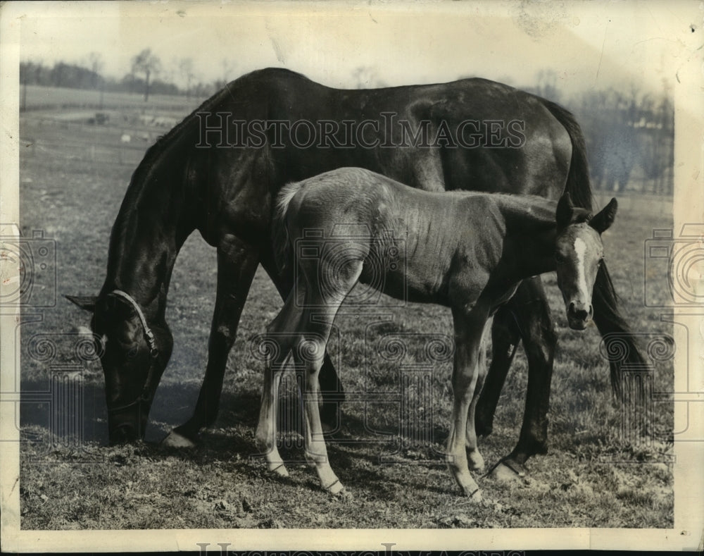 1938 Press Photo A horse and her foal in a pasture - nes54789- Historic Images