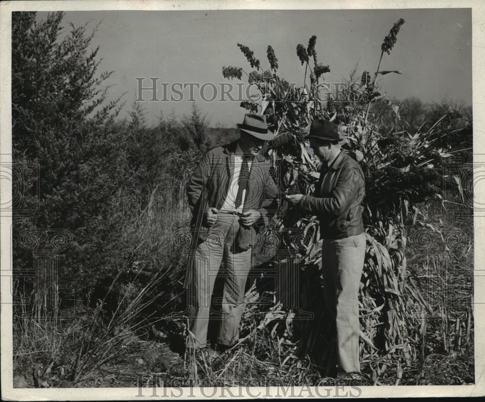 1940 Press Photo County Agent Shows Feed Retained in Grain for Winter Uses- Historic Images