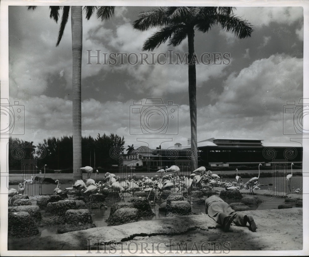 1952 Press Photo Mike Ackerman gets close up photo of flamingo nests - nes55312- Historic Images