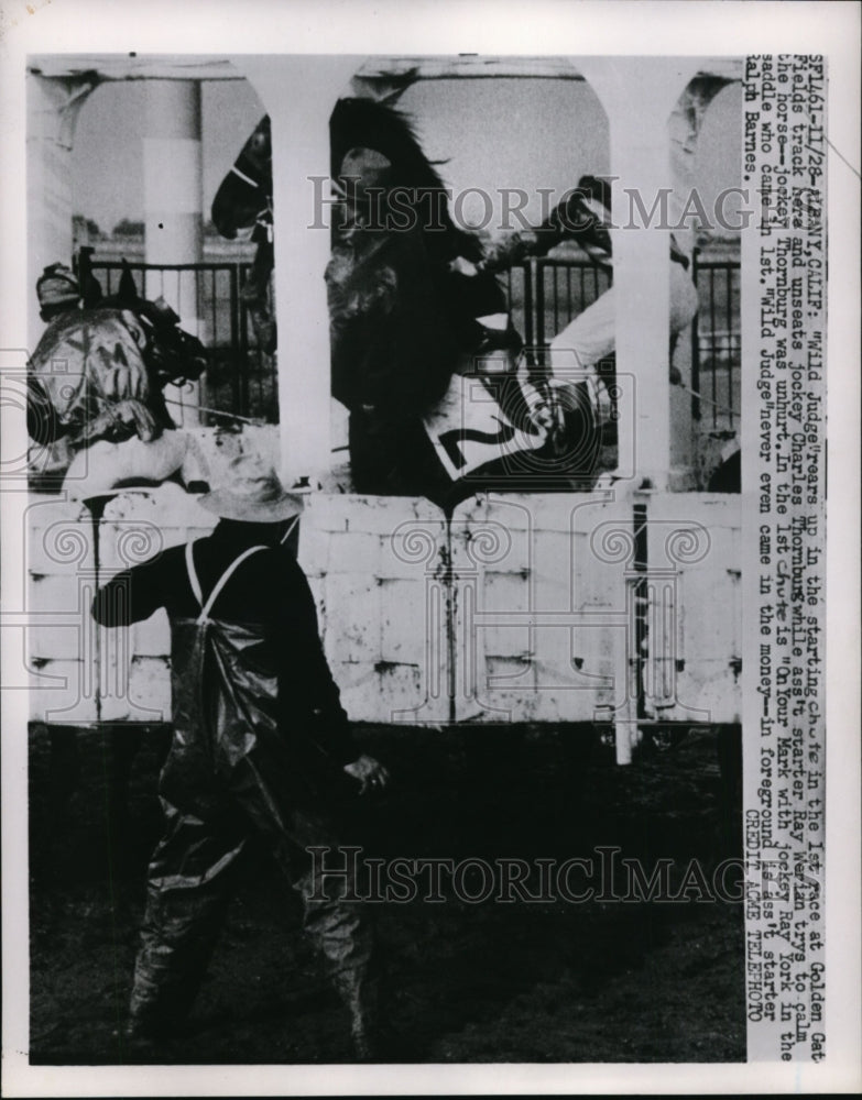 Press Photo Wild Judge rears in starting gate at Golden Gate Fields race track- Historic Images