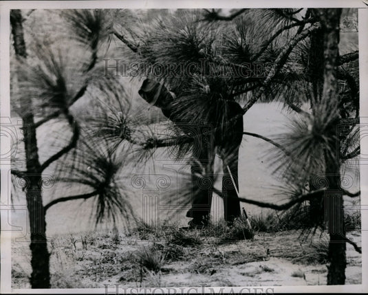 1938 Press Photo George T Dunlap Jr in trees at North & South Open golf in NC- Historic Images