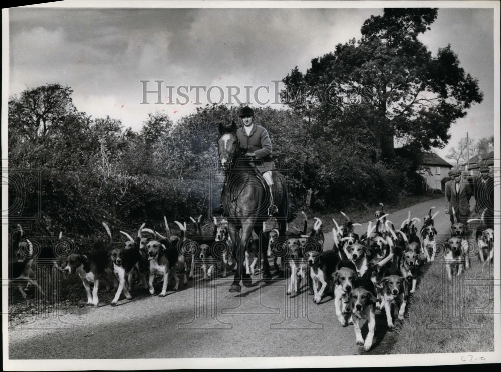 1964 Press Photo Hunters &amp; dogs on a fox hunt in status sporting event- Historic Images