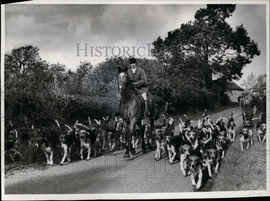 1964 Press Photo Hunters & dogs on a fox hunt in status sporting event- Historic Images