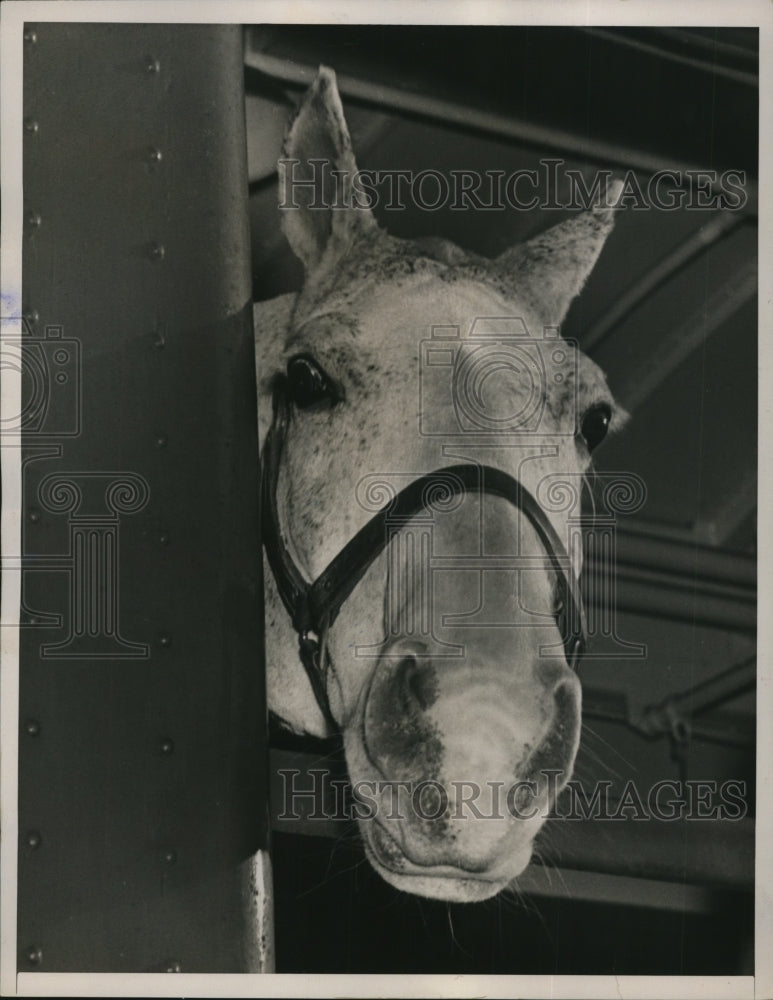 1939 Press Photo Horse The Duce at National Horse Show Madison Square Garden- Historic Images