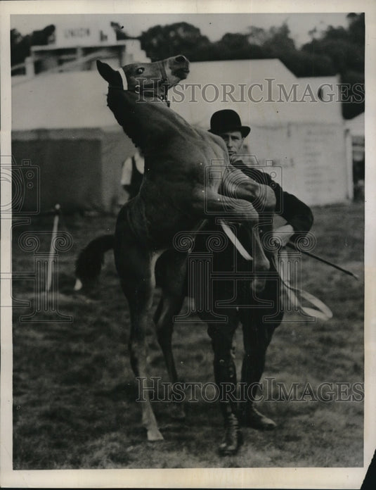 1936 Press Photo A colt at horse show at Hertfordshire England - net12785- Historic Images