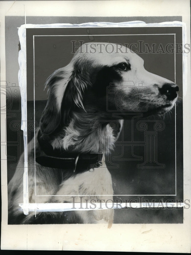 1932 Press Photo Nesneb Babe, winner of Furry Stakes - net18079- Historic Images