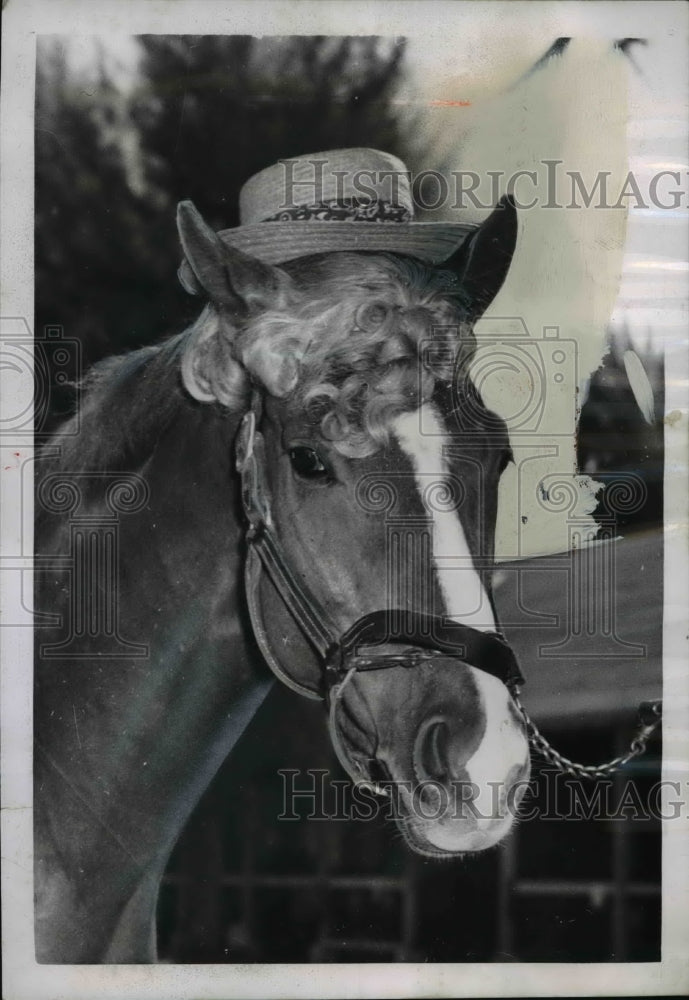 1952 Press Photo Racehorse Sun Glow at training at Hialeah Park Miami Florida- Historic Images