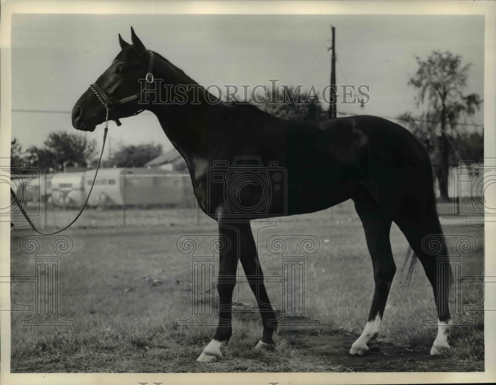 1954 Press Photo Racehorse Ordain at a track for training session - net20165- Historic Images