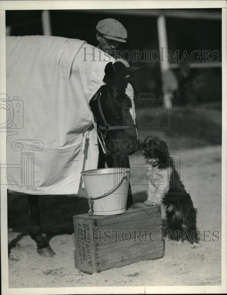 1936 Press Photo racehorse Ttennos and pooch, Pancho, at Santa Anita Park- Historic Images